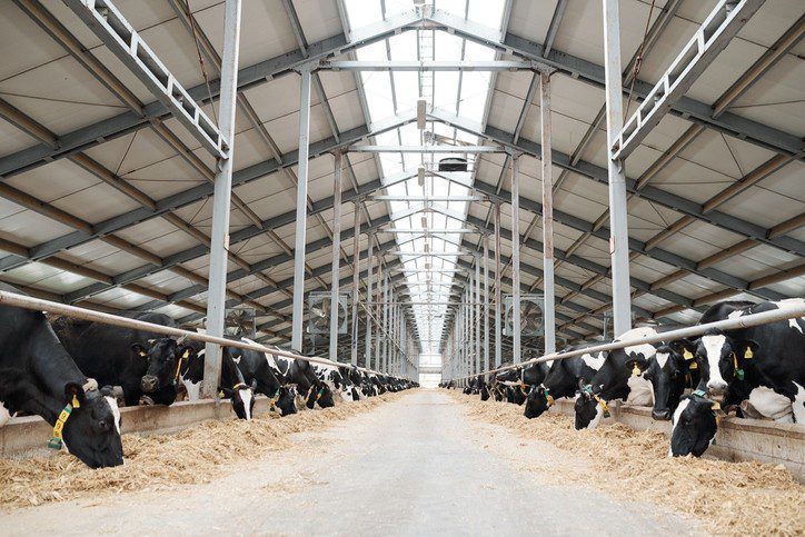 Dairy farm with cows